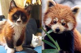 Pin By The World Of Yn Hickman On Kingdom Animalia Rare Cat Breeds Albino Animals Beautiful Kittens
