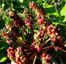 Image result for Cussonia sessilis