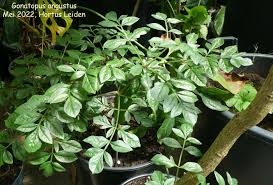 Image result for Gonatopus