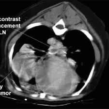 Symptoms of lung cancer in dogs. Pdf Comparison Of Results Of Computed Tomography And Radiography With Histopathologic Findings In Tracheobronchial Lymph Nodes In Dogs With Primary Lung Tumors 14 Cases 1999 2002