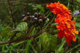 Image result for Lantana rugosa