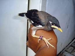 Pin On Ud Jalak Suren