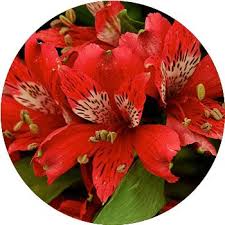 It grows from a bulb that is often sold as a gift or for decorating around the christmas holidays. 41 Types Of Red Flowers Proflowers Blog