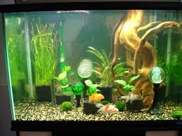 Pin On Aquascaping Live Plants
