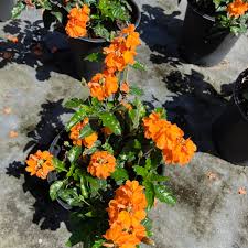 Image result for Crossandra