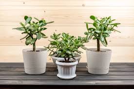 Money tree needs include high humidity, so a daily misting with room temperature water is beneficial. How To Transplant A Braided Money Tree Plant