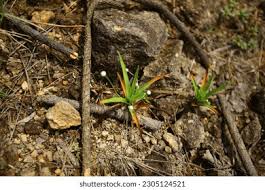 Image result for Eriocaulaceae