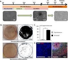 Consultez notre comparaison simple et facile des 10 meilleurs outils de gestion des ressources sur le marché en 2020. Automation Of Human Pluripotent Stem Cell Differentiation Toward Retinal Pigment Epithelial Cells For Large Scale Productions Scientific Reports