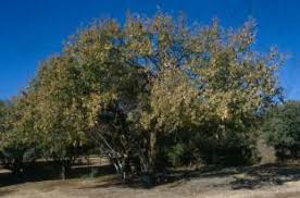 Image result for Searsia pentheri