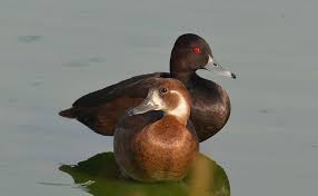 Image result for Erythrococca polyandra