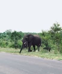 Be a billionaire fund raiser ; The First Time This Baby Elephant Touches A Paved Surface Animal Antics Animals Beautiful Cute Baby Animals