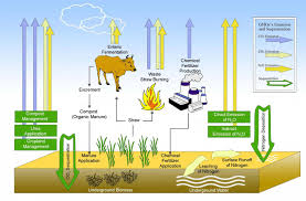 carbon source to a carbon sink