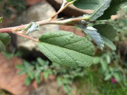 Image result for Melhania virescens