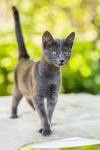 Russian Blue Kittens For Sale - Silver Blues Cattery