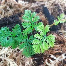 Dwarf hairgrass eleocharis parvula live aquarium plants buy 2 get1 free. Ferns Grasses Bamboo Home Living Davallia Parvula