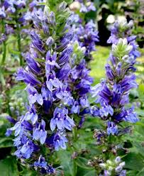 Image result for Lobelia lobata