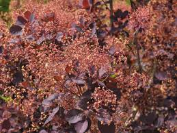 Cotinus (/koʊˈtaɪnəs/), the smoketree or smoke bush, is a genus of two species of flowering plants in the family anacardiaceae, closely related to the sumacs (rhus). Roter Peruckenstrauch