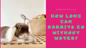 It accounts for 65% of our body weight and is crucial for most bodily functions. How Long Can Rabbits Go Without Water Rabbit Scout