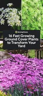 4 to 8 plant type: 16 Fast Growing Ground Cover Plants To Transform Your Yard