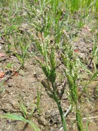 Image result for Polypogon