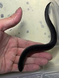 Image result for Lepidagathis randii