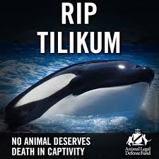 We Are Saddened To Hear That Tilikum The Orca Cruelly Held Captive At Seaworld And The Subject Of The Documentary Blackfish Has Di Tilikum Orca Whales Orca