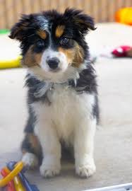 You will find dogs for sale and puppies for adoption in our listings. Mini Aussie Dogs For Adoption Novocom Top