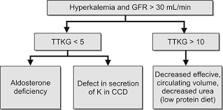Image result for Transtubular Potassium Gradient