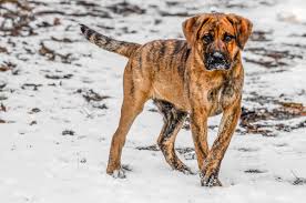 🚨 Last Pup Standing! 🚨...