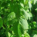 Image result for Crassocephalum montuosum