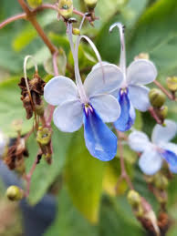 Image result for Rotheca aurantiaca