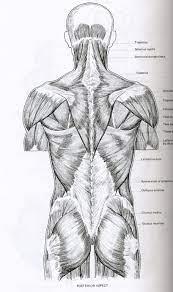 The superficial back muscles are the muscles found just under the skin. Anatomy Drawing Muscle Anatomy