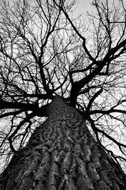 Black And White Photos Of Trees Giant Cottonwood In Winter Black And White Photograph Etsy Black And White Landscape White Photography Black And White Photographs