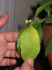 Maybe you would like to learn more about one of these? Scales On Meyer Lemon Tree Ubc Botanical Garden Forums