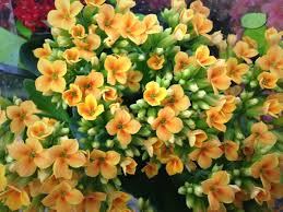Kalanchoe Plants Wholesale Florist Fall Flowers