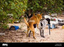 Two dogs fucking copulating mating bitch dog beach Stock Photo - Alamy