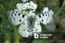 Image result for Parnassius apollo