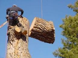 From tree pruning and stump grinding, boulder tree service is the number one company to choose for all your tree needs. Boulder Tree Services Colorado Tree Service Professionals