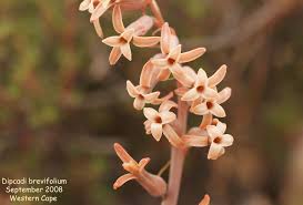 Image result for Dipcadi brevifolium