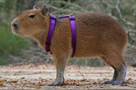 Como la mayoría de los animales en nuestra cuenta atrás, su ciudad o estado puede tener la legislación mascota exótica que impediría ser dueño de un carpincho. Quiero Un Carpincho Como Mascota Community Facebook