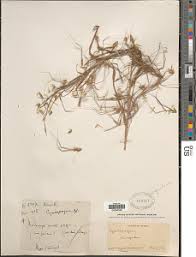 Image result for Cleistachne sorghoides