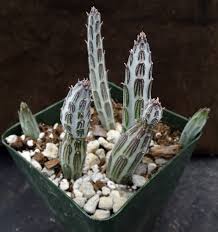 Image result for Senecio propior