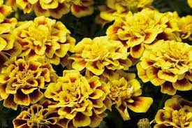 There are some 50 species. Types Of Marigolds Classification Description And Characteristics Of Varieties And Hybrids With Photos