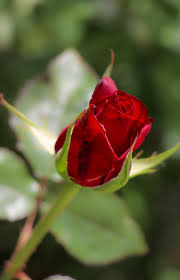 Pin By Adel On Flower ١ Beautiful Flowers Beautiful Roses Love Flowers