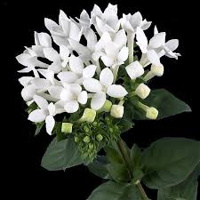 Image result for Bouvardia longiflora