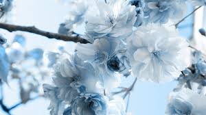 Black And Sky Blue Flowers Pin Di Edina Rasiti Su Simply Beautiful Blu