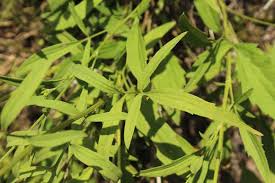 Image result for Cineraria pinnata