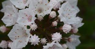 The mountain laurel is very nostalgic for me, because it reminds me of trips to the mountains when i was younger. How To Grow Mountain Laurel Gardening Channel