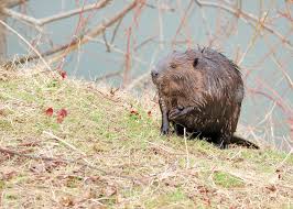 They actively cut trees and shrubs in the summer, storing sections of the wood under water as a winter food supply beneath the ice. Beaver Trapping Removal Wildlife Command Center