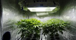 Daher ist dabei vorsicht, geboten. Geruche Beim Cannabisanbau Verbergen Weedseedshop